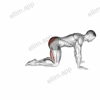 Straight Leg Kickback (kneeling) exercise targeting Hips and Gluteus Maximus