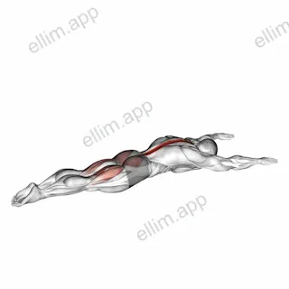 Superman exercise targeting Hips and Erector Spinae