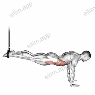 Suspended Reverse Crunch exercise targeting Waist and Rectus Abdominis