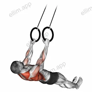 Suspended Row exercise targeting Back and Infraspinatus