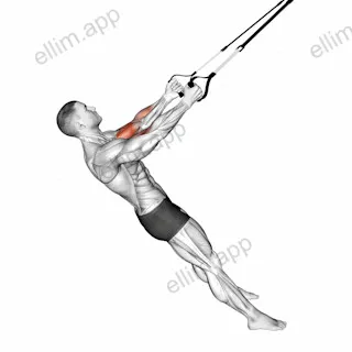 Suspender Biceps Curl exercise targeting Upper Arms