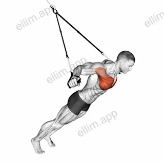 Suspension Fly exercise targeting Chest and Pectoralis Major Clavicular Head