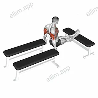 Three Bench Dip exercise targeting Upper Arms