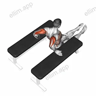 Triceps Dip (between benches) exercise targeting Upper Arms and Triceps Brachii