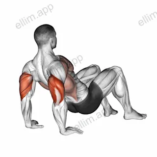 Triceps Dips Floor exercise targeting Upper Arms and Triceps Brachii