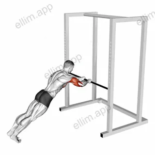 Triceps Press exercise targeting Upper Arms and Triceps Brachii