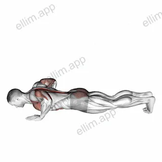 Upward Facing Dog exercise targeting Back and Erector Spinae
