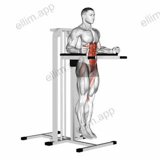 Vertical Leg Raise (on parallel bars) exercise targeting Hips and Iliopsoas