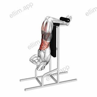 Vertical Sit-Up exercise targeting Waist and Iliopsoas