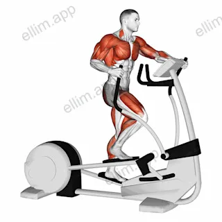 Walk Elliptical Cross Trainer exercise targeting Thighs and Biceps Brachii