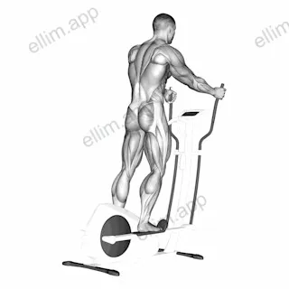 Walk (equipment) exercise targeting Cardio