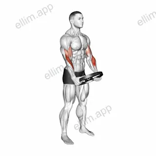 Weighted Plate Standing Biceps Curl exercise targeting Forearms