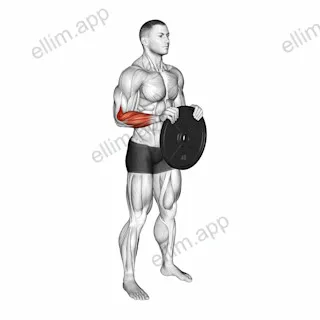 Weighted Plate Standing Hands Torsion exercise targeting Forearms and Brachioradialis