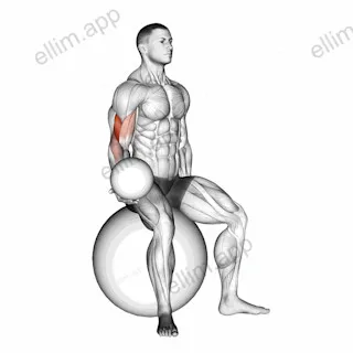 Weighted Seated Bicep Curl (on stability ball) exercise targeting Upper Arms and Brachialis