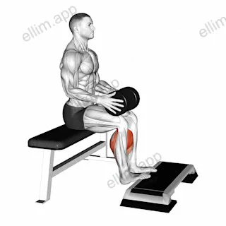 Weighted Seated Calf Raise exercise targeting Calves and Gastrocnemius