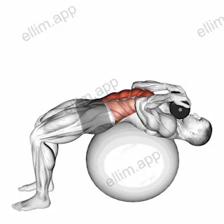 Weighted Stability Ball Crunch (Full range) exercise targeting Waist and Rectus Abdominis