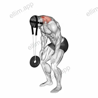 Weighted Standing Neck Extension (with head harness) exercise targeting Neck