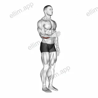 Wrist - Adduction exercise targeting Forearms