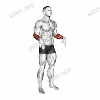 Wrist Circles exercise targeting Forearms and Wrist Extensors
