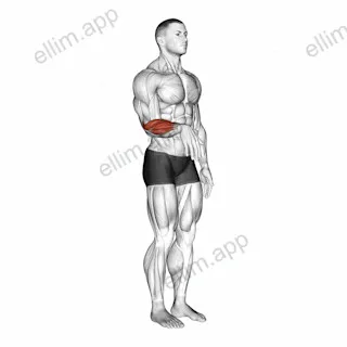 Wrist - Extension exercise targeting Forearms