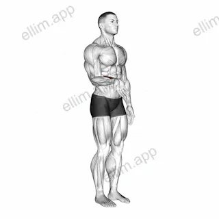 Wrist - Flexion exercise targeting Forearms